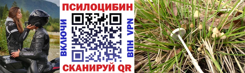 ссылка на мегу   как найти наркотики  Новая Ладога  Псилоцибиновые грибы GOLDEN TEACHER 