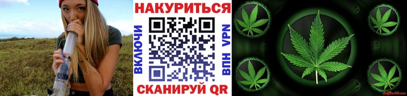 Конопля планчик Новая Ладога